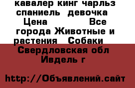  кавалер кинг чарльз спаниель -девочка › Цена ­ 45 000 - Все города Животные и растения » Собаки   . Свердловская обл.,Ивдель г.